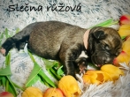Fenka růžový obojek